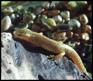 Notophthalmus viridescens